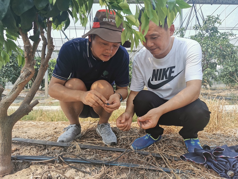 扶貧結(jié)對子 柑橘滿園紅 ——浙農(nóng)控股集團精準幫扶龍游縣柑橘產(chǎn)業(yè)發(fā)展紀實